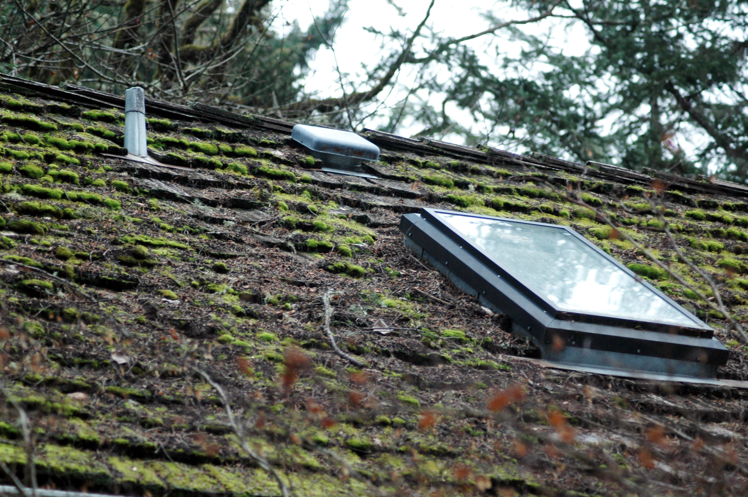 Moss Removal