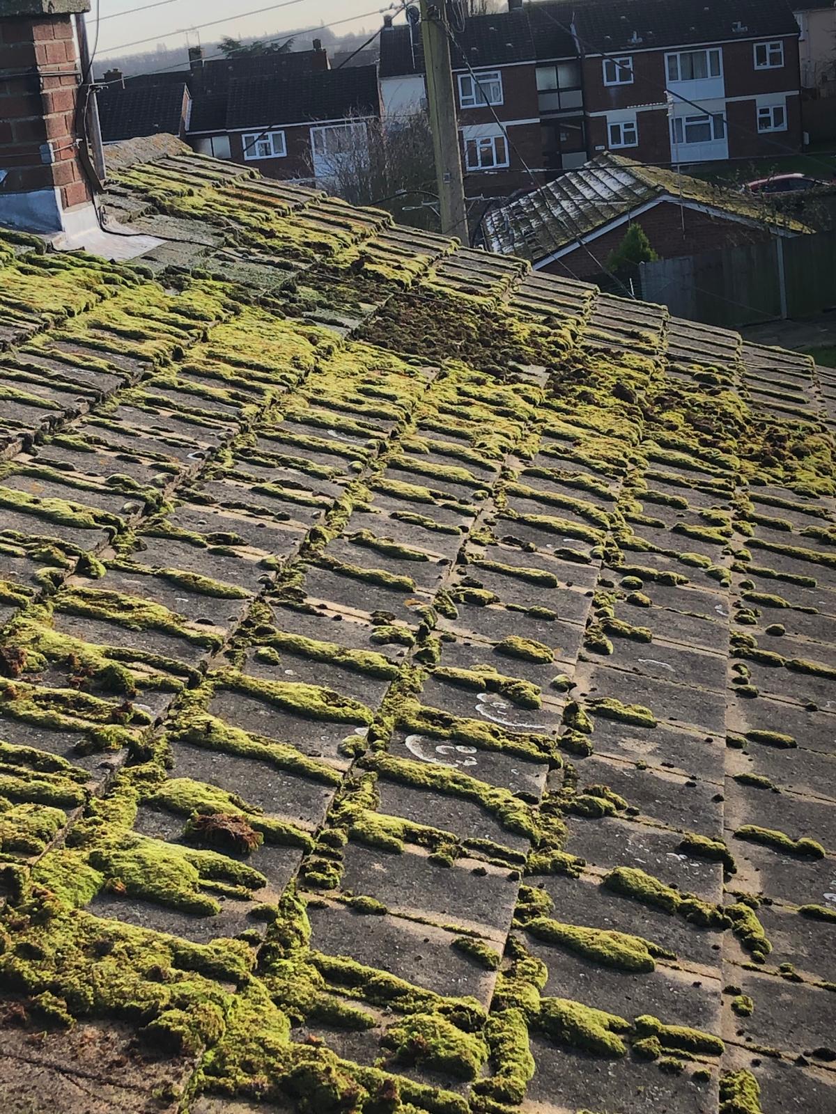 Moss Removal Job